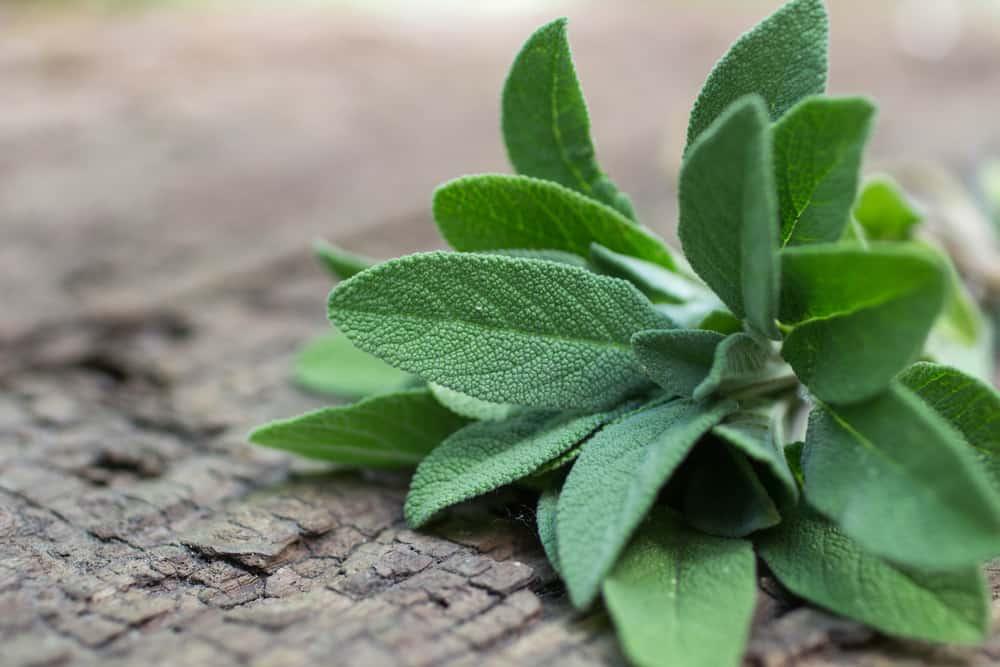 ဆေးဖက်ဝင်ကလျာဏီ (Sage) အကြောင်း