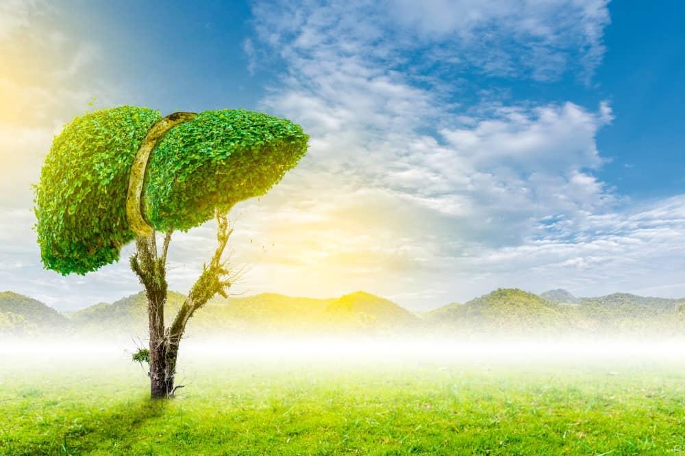 liver-damage-from-alcohol