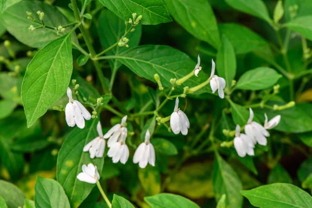 snake-jasmine-health-benefits
