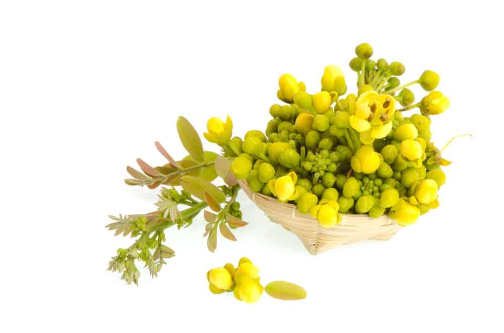 health-benefits-of-avarm-senna-flower