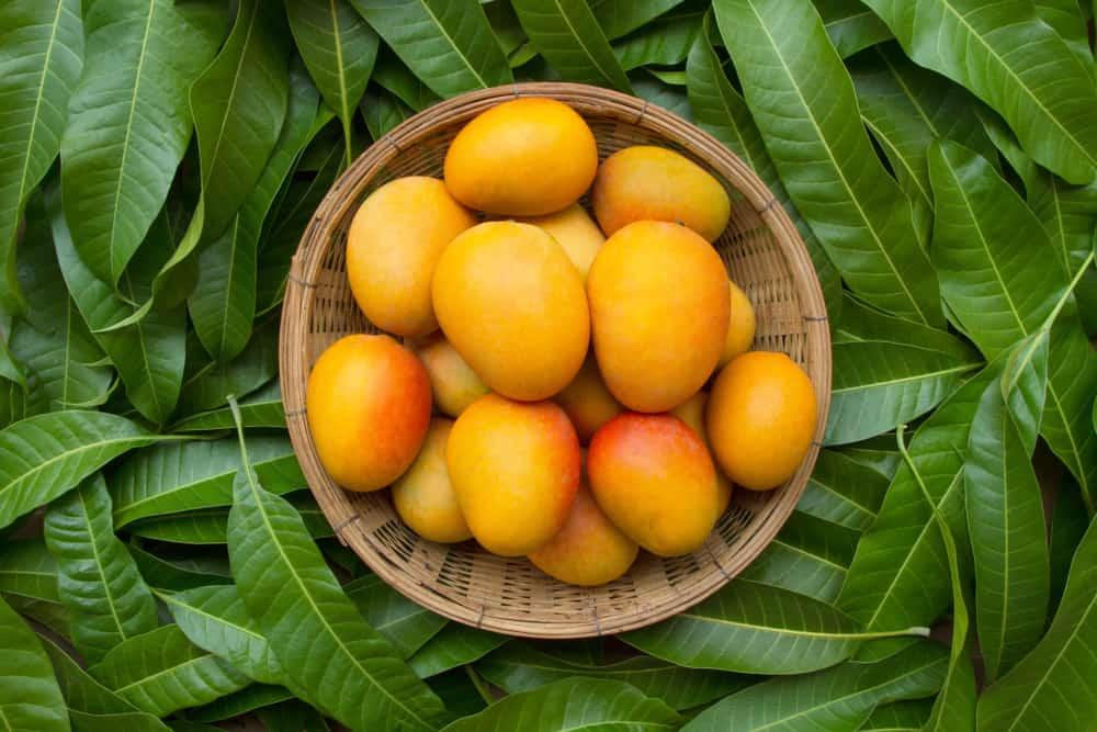 သရက်သီးကပေးတဲ့ ကျန်းမာရေးအကျိုးကျေးဇူးတွေ