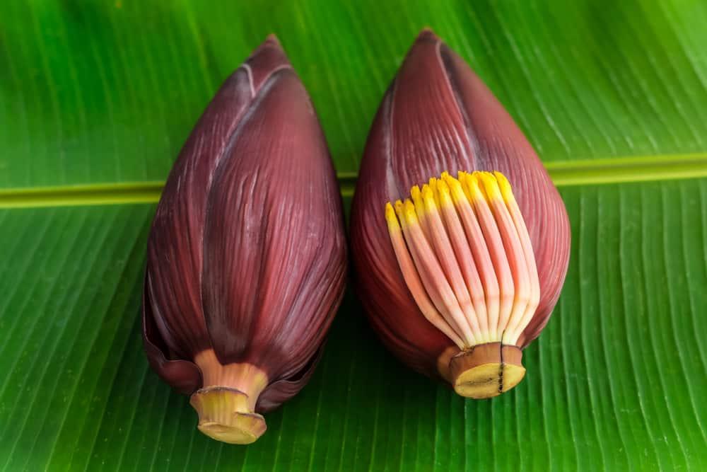 banana-blossom-benefits