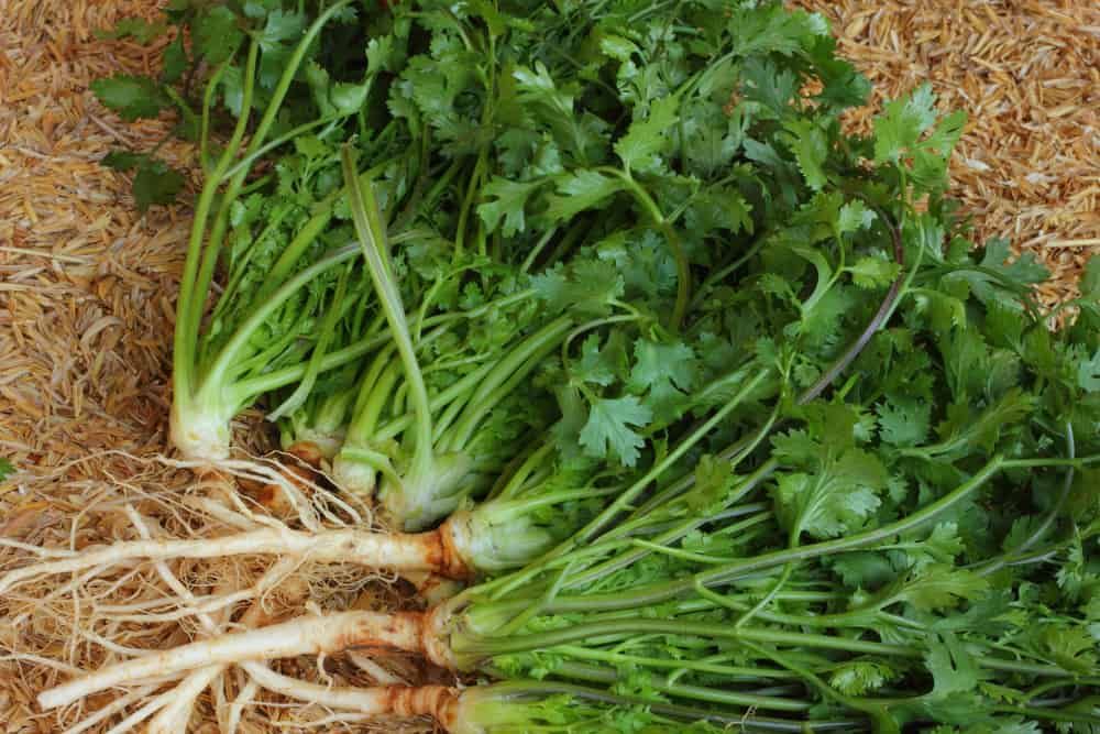coriander-root-nutrition
