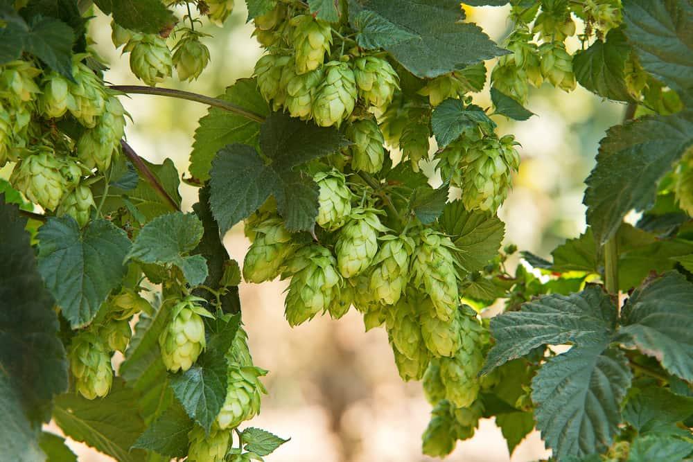 health-benefits-of-hop