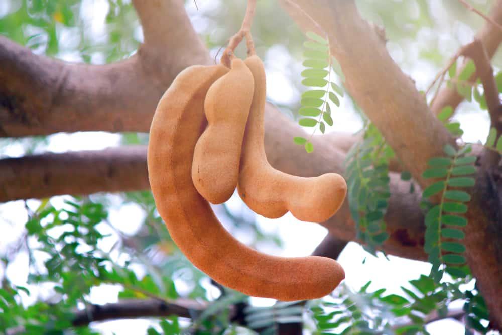 tamarind-bark-uses