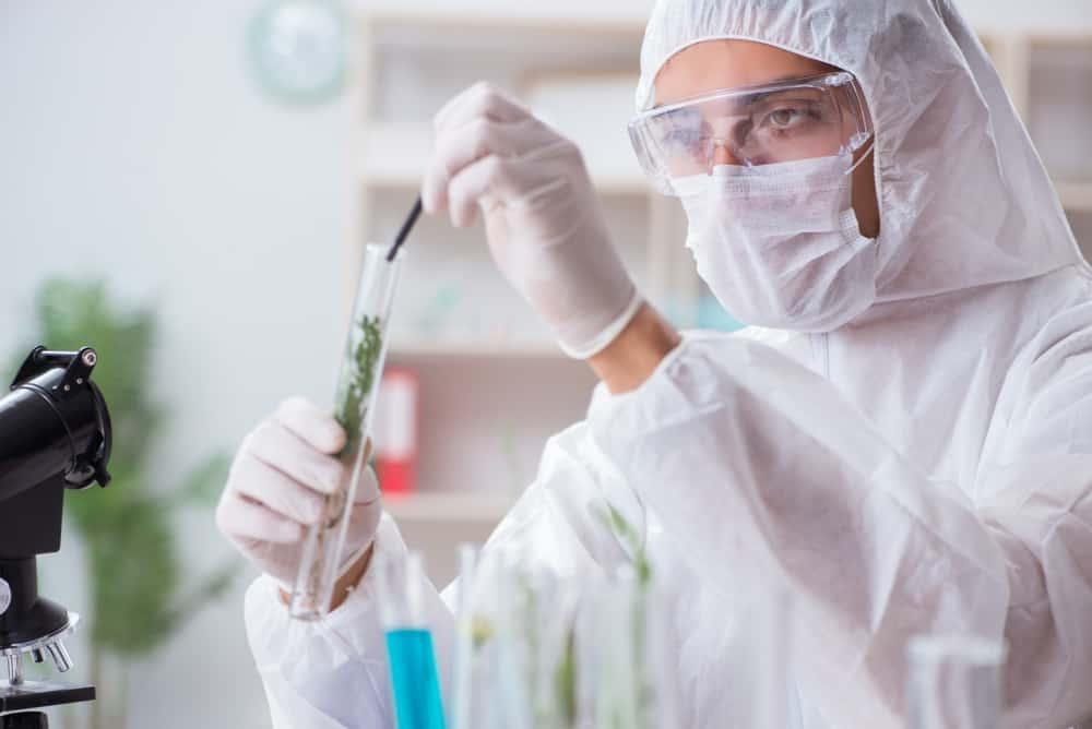 cannabis-united-nations-drug-policy