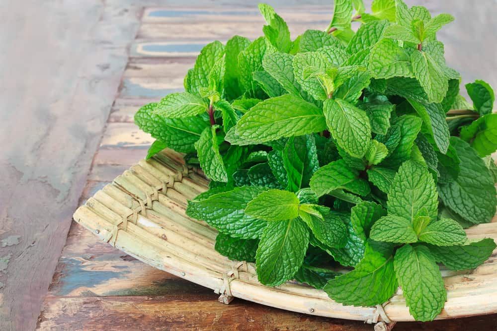 benefits-of-mint-leaves-for-acne