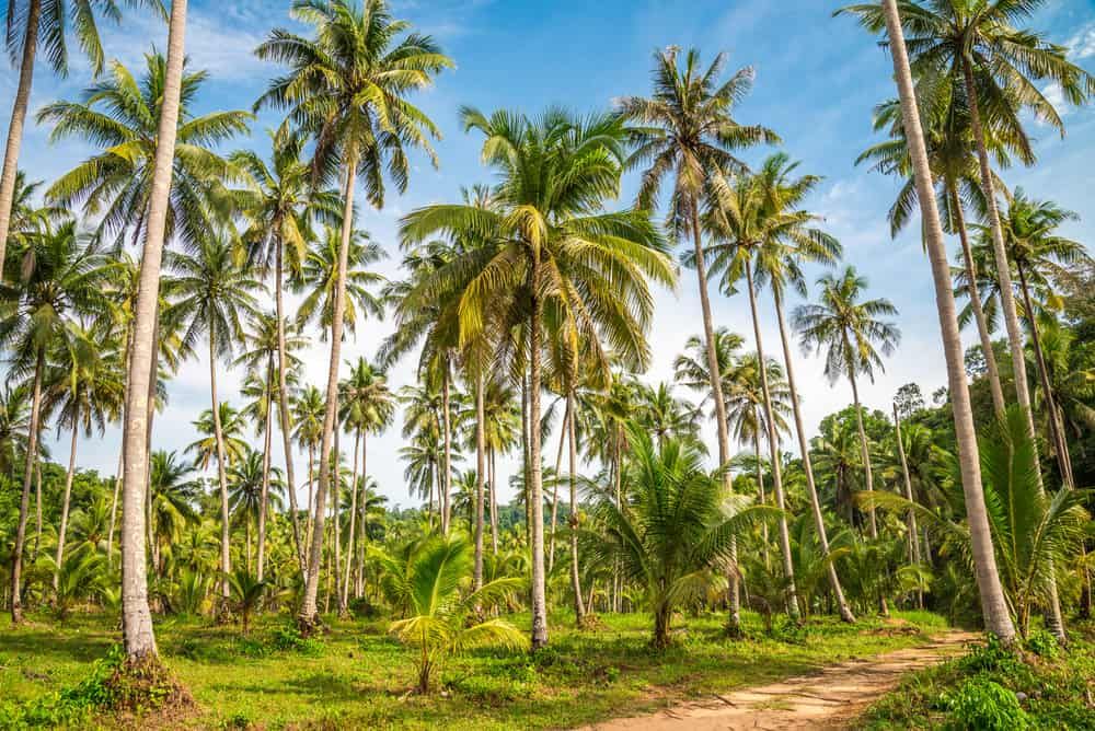 အုန်းလက်၊ အုန်းမြစ် တို့ကလည်း ဆေးဖက်ဝင်ပါတယ်