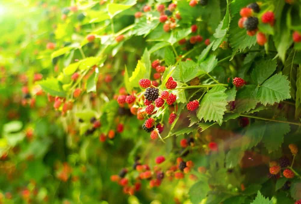 Boysenberry ကပေးတဲ့ ကျန်းမာရေး