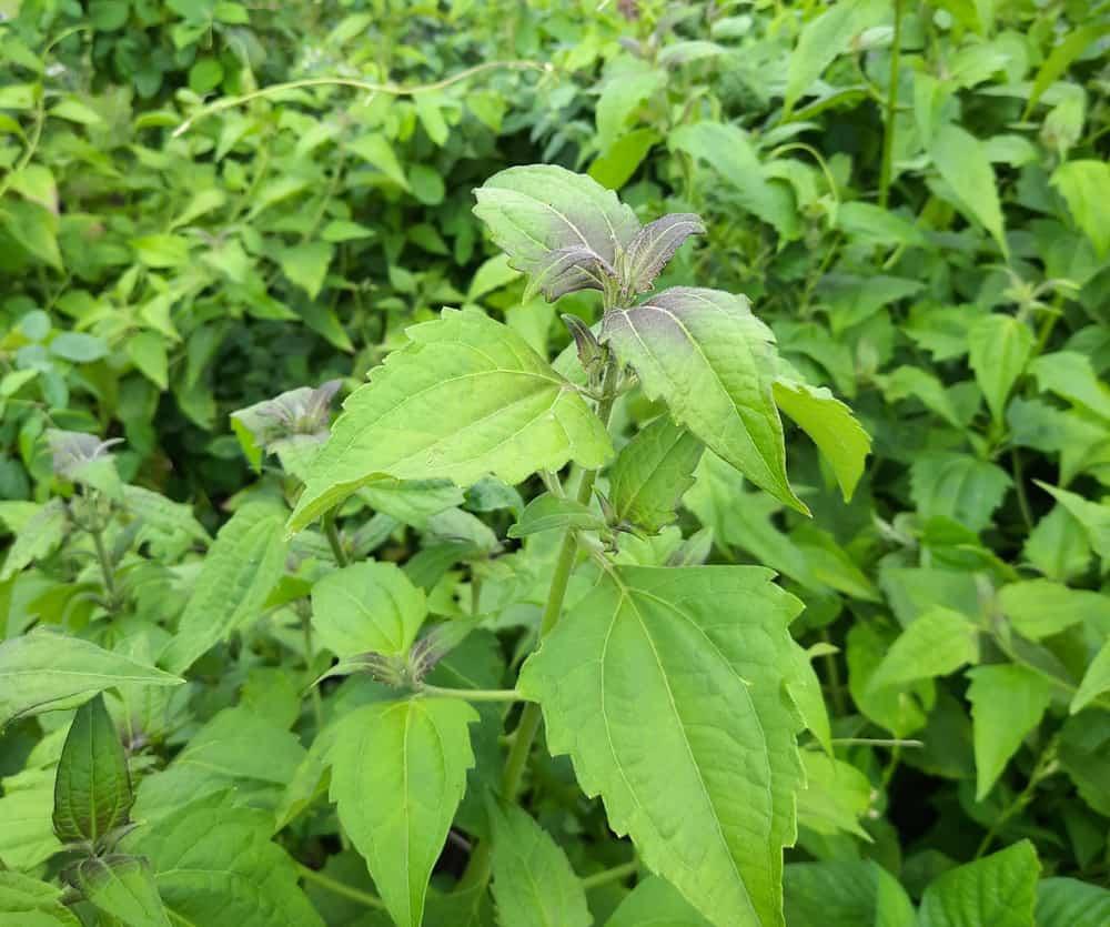 health-benefits-of-chromolaena-odorata