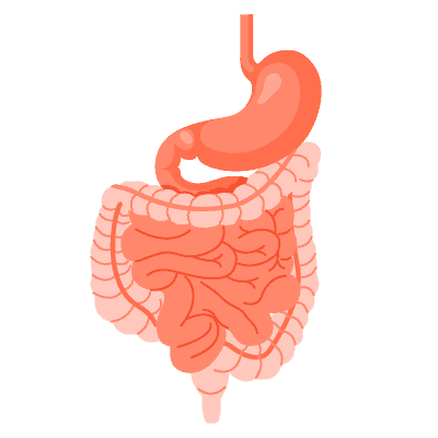 အစာအိမ်နှင့်အူလမ်းကြောင်း ကျန်းမာရေး