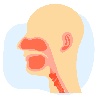 နား၊ နှာခေါင်း၊ လည်ချောင်း