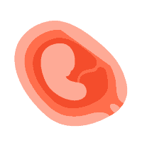 ပထမ သုံးလပတ်