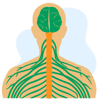 အစွန်အဖျား အာရုံကြောစနစ် ရောဂါများ