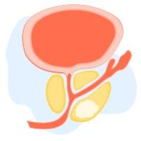 ဆီးကျိတ်ကျန်းမာရေး