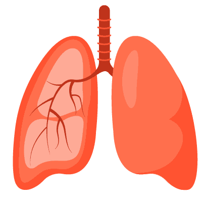 အသက်ရှူလမ်းကြောင်းကျန်းမာရေး