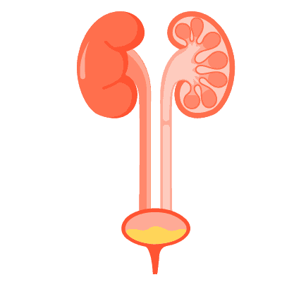 ဆီးနှင့်ကျောက်ကပ်ကျန်းမာရေး