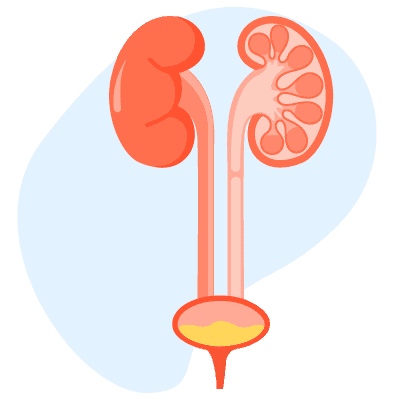 ဆီးနှင့်ကျောက်ကပ်ကျန်းမာရေး