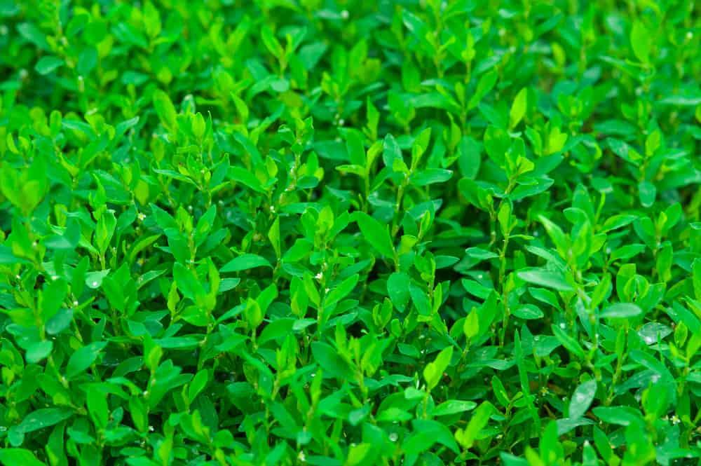 knotgrass-beauty-benefits