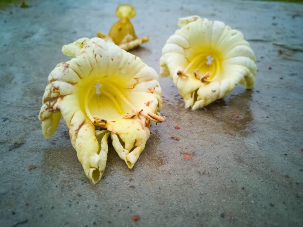 indian-trumpet-flower-benefits