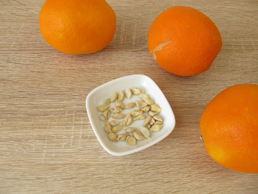 orange-fruit-seeds-benefits
