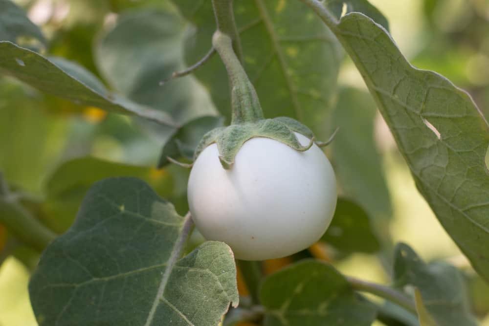 health-benefits-of-garden-egg-leaves