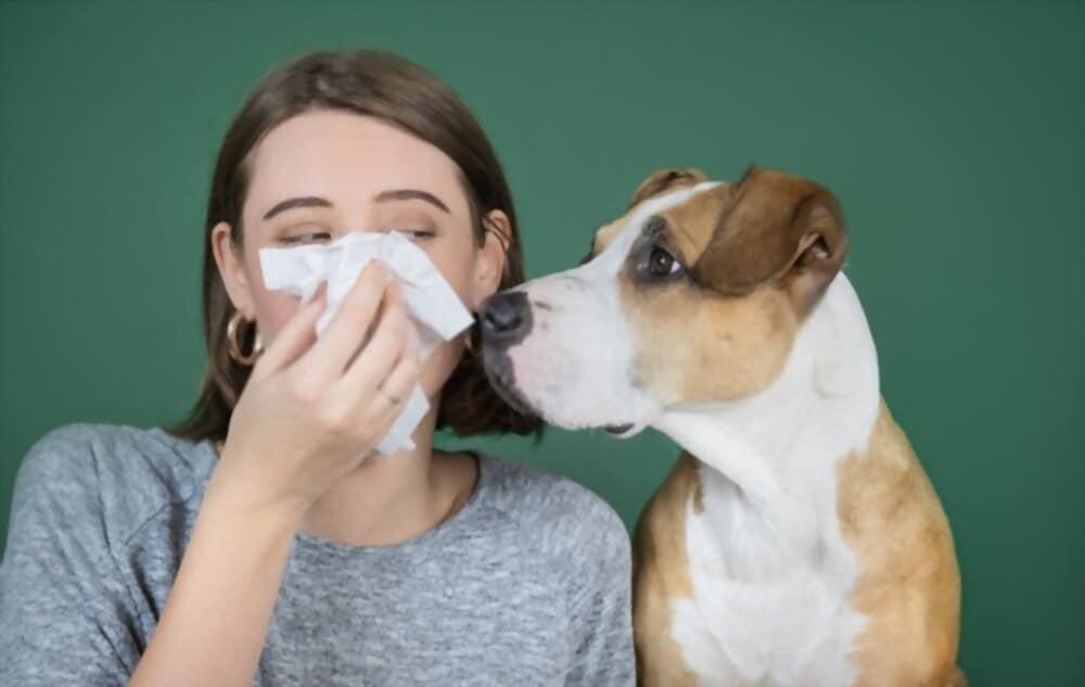 about-pet-insect-allergies