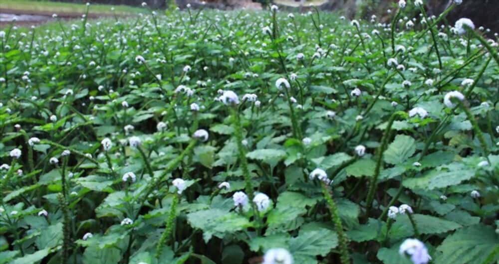 indian-heliotrope-benefits