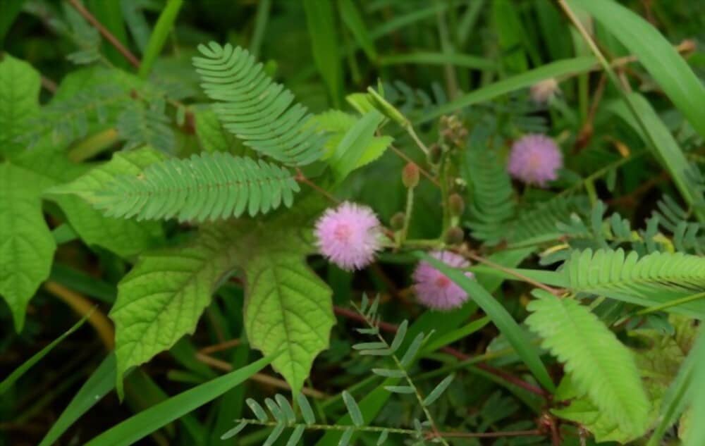 shy-plant-health-benefits