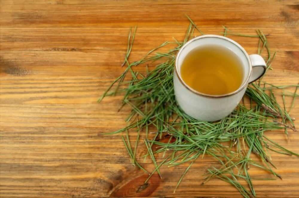 pine-needle-tea-benefits