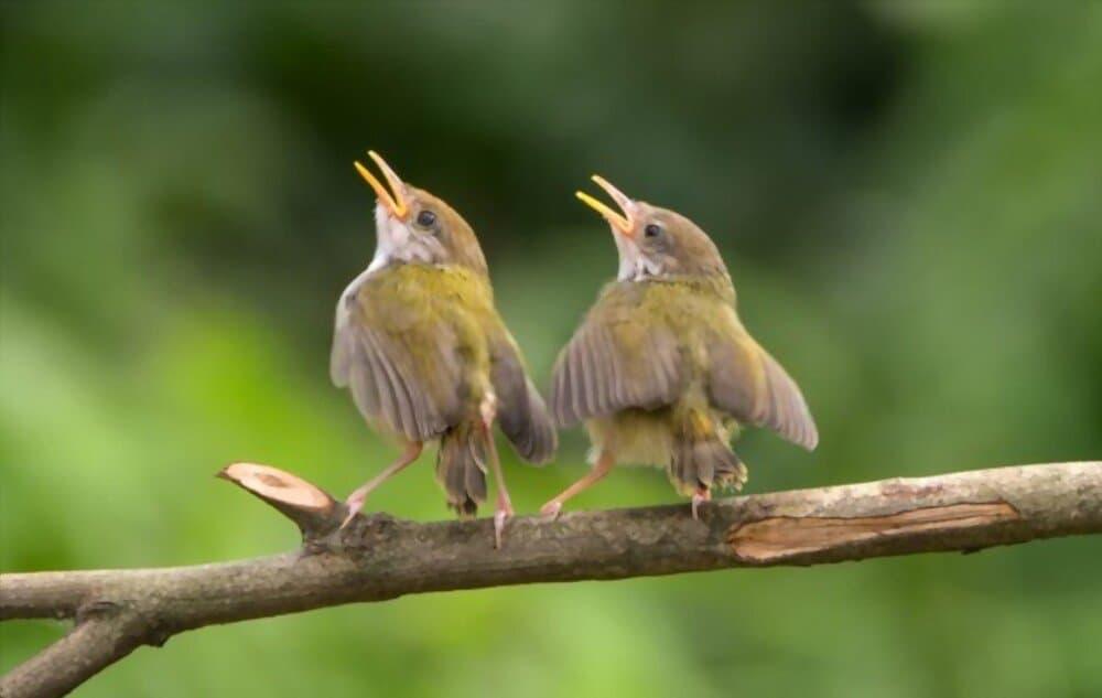 ငှက်လေးတွေရဲ့ သီချင်းသံ နားထောင်တဲ့အခါ