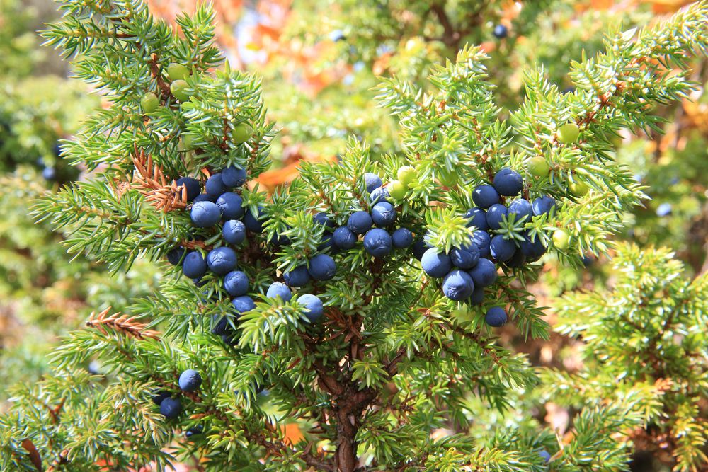 juniper-berries-benefits