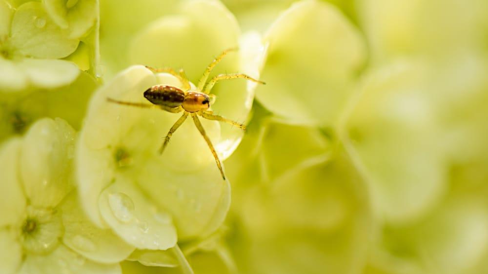 first-aid-for-spider-bite
