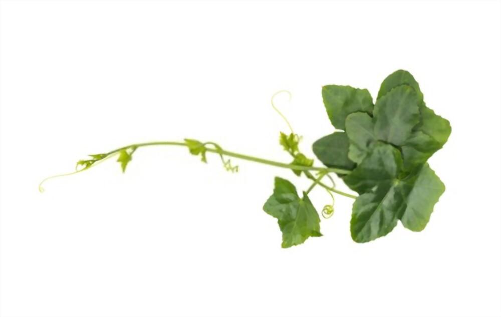 ivy-gourd-leaves-benefits