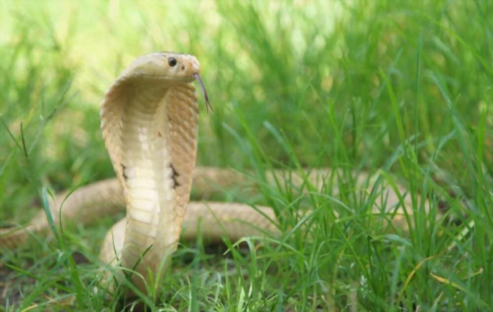 not-to-do-after-snake-bite