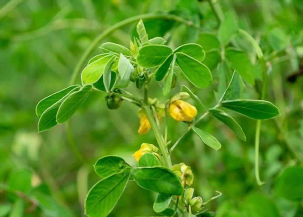 senna-tora-leaf-benefis