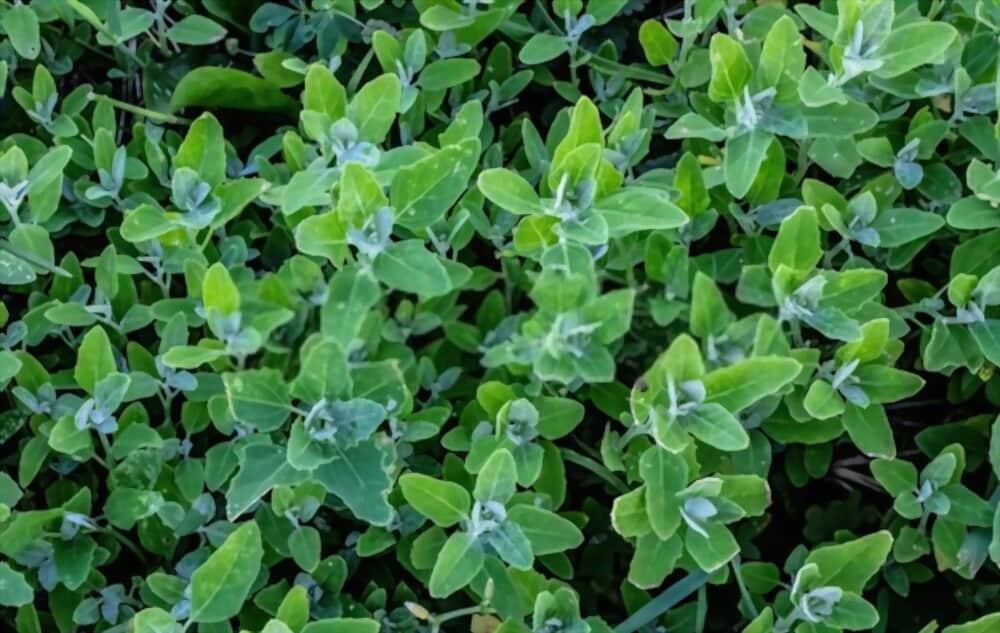 lambs-quarters-benefits
