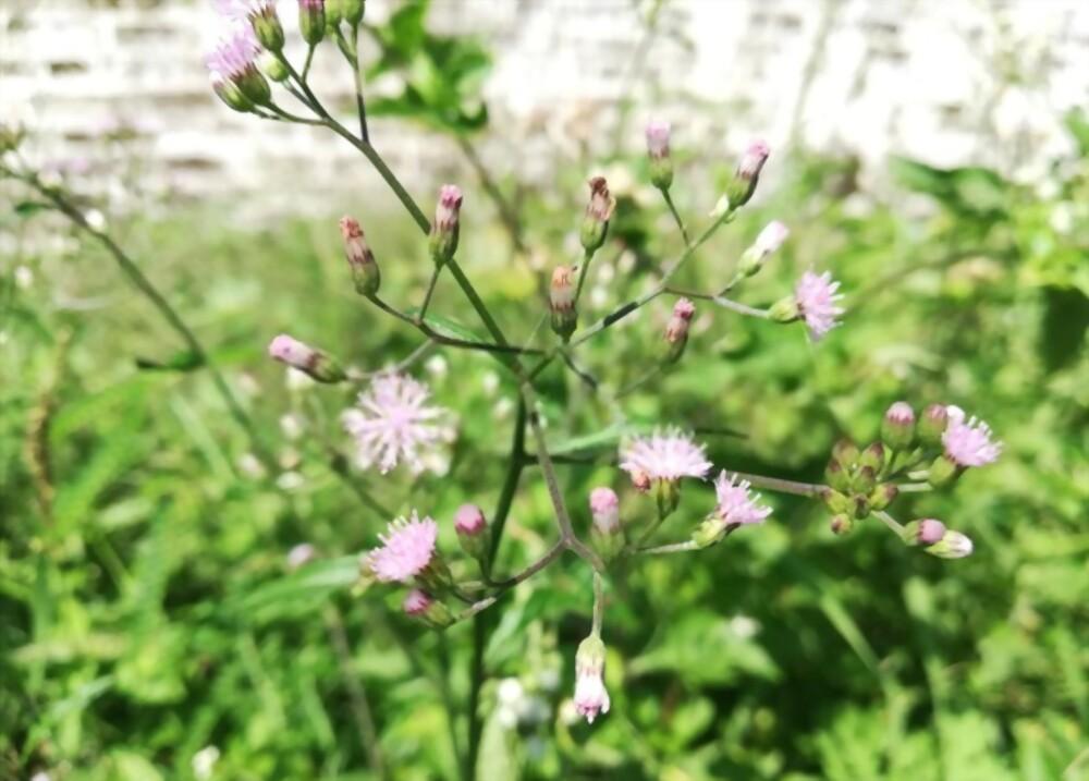 sahadevi-plant-benefits