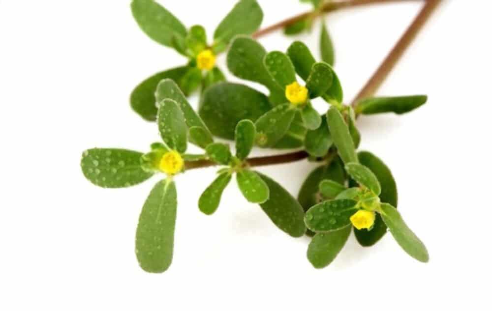 pigweed-kulfa-benefits