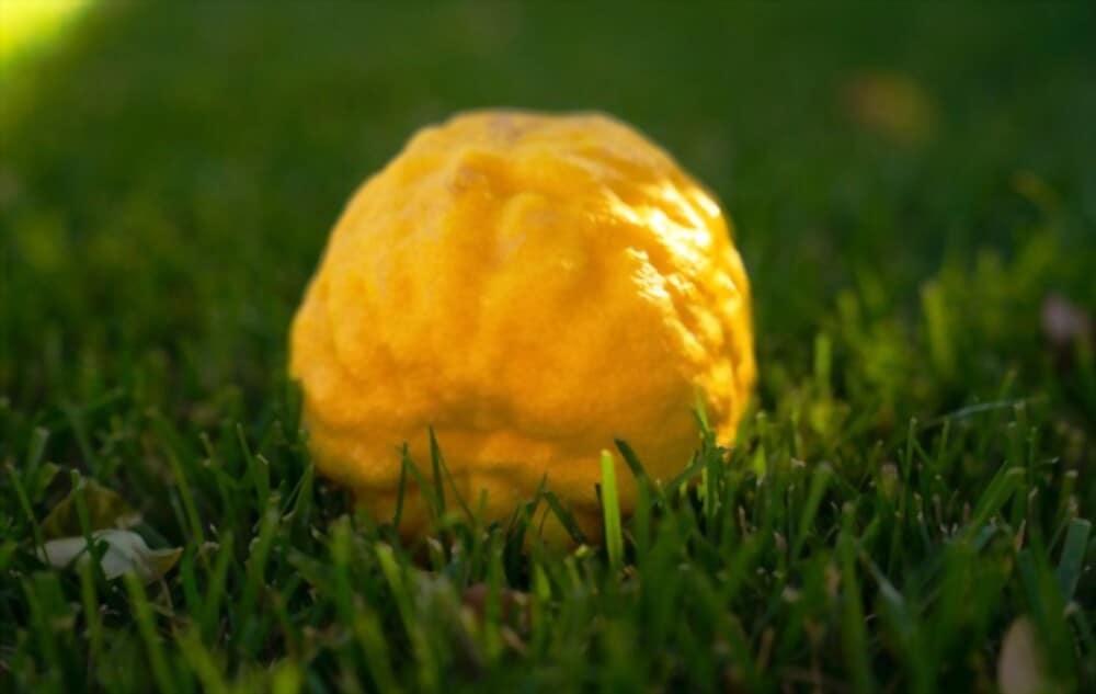 ponderosa-lemon-health-benefits