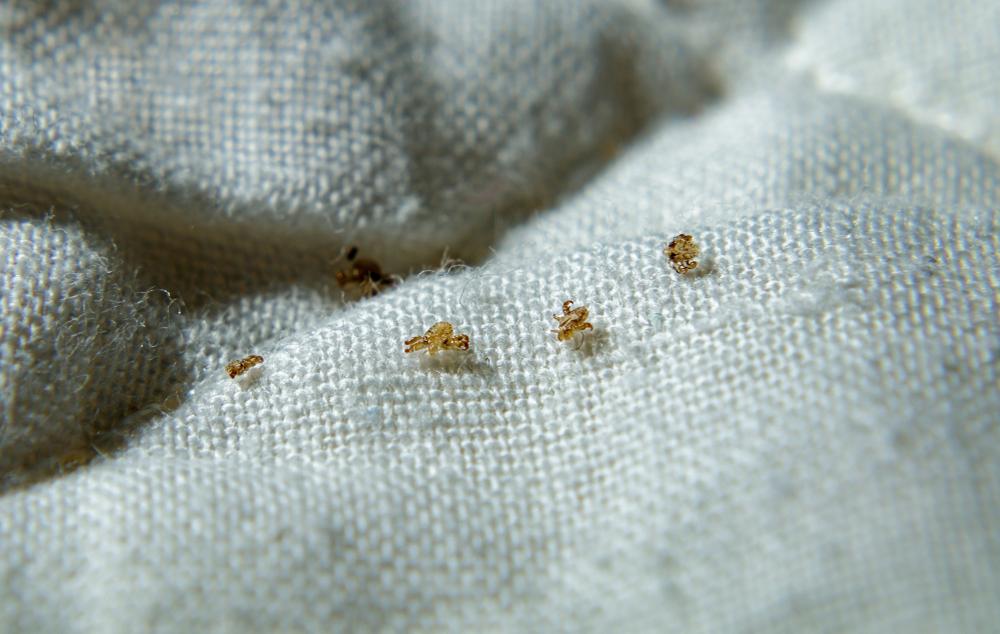 how-to-treat-pubic-lice-at-home