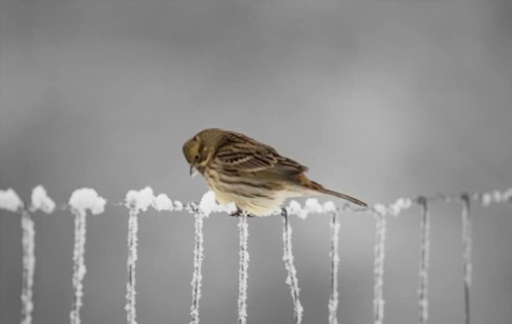 best-fruits-for-winter