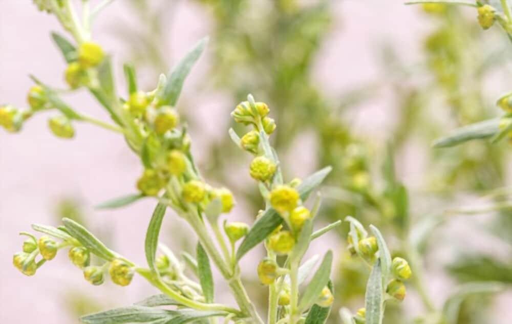 artemisia-herba-alba-benefits