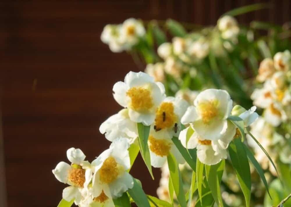 nagkesar-benefits-for-skin