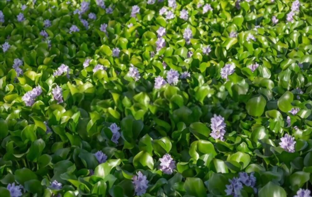 water-hyacinth-benefits