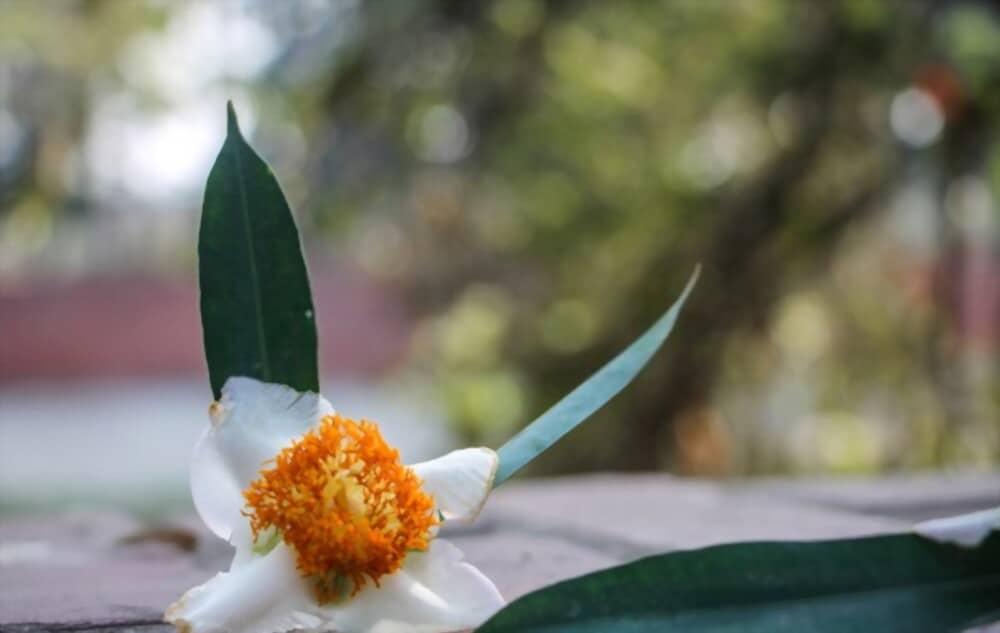 ceylon-ironwood-benefits