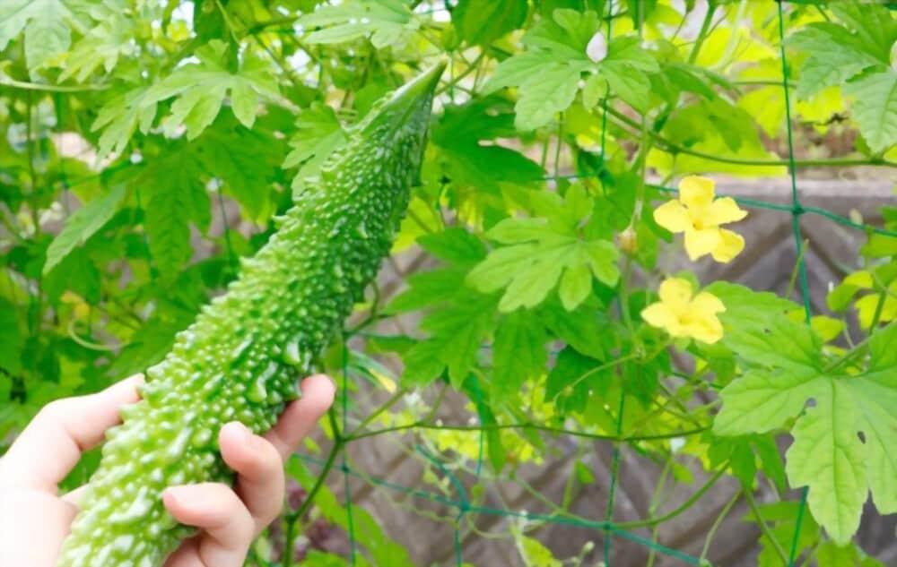 bitter-gourd-leaf-benefits