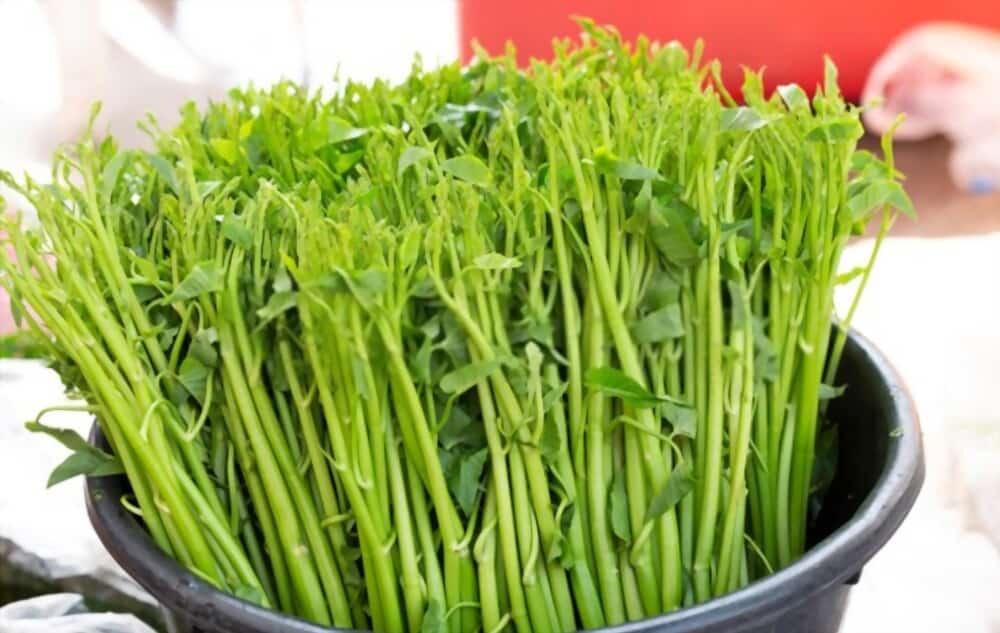 water-spinach-benefits-in-skin