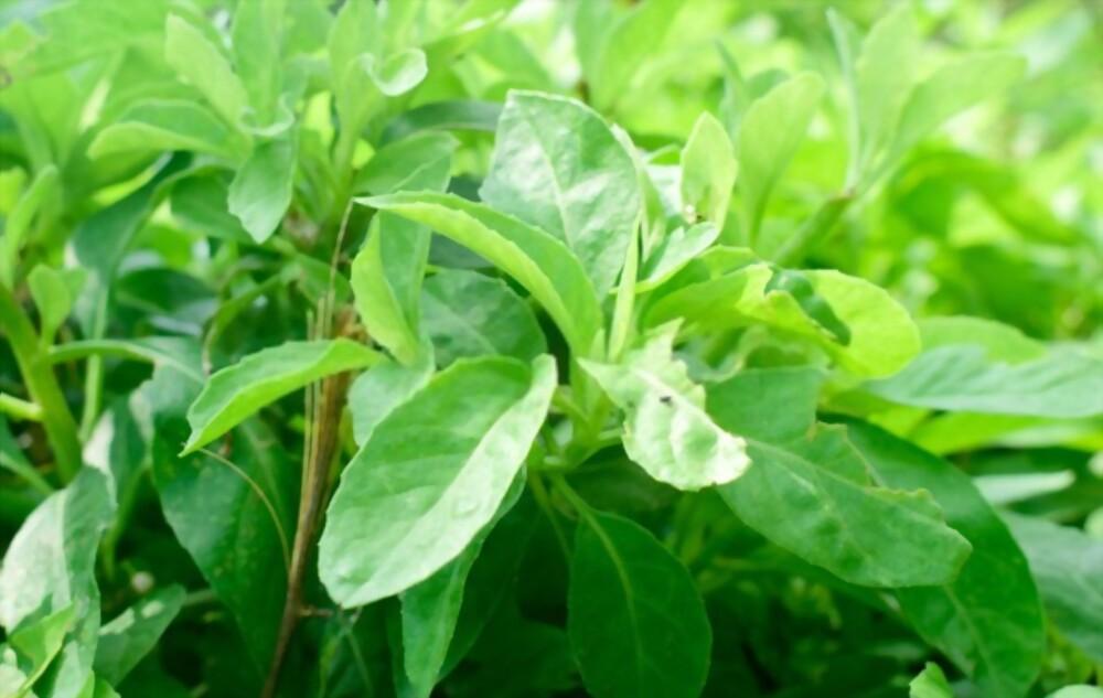 longevity-spinach-benefits