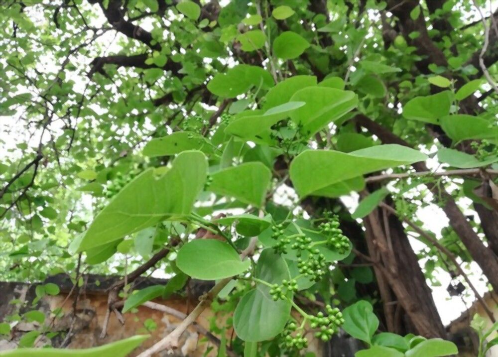 cordia-dichotoma-forst-benefits